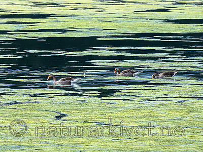 BB 15 0351 / Anser anser / Grågås <br /> Elodea canadensis / Vasspest